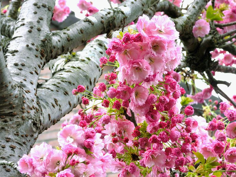 Lush blossom on the trees by Anja Oosterwaal Fine Art Fotografie