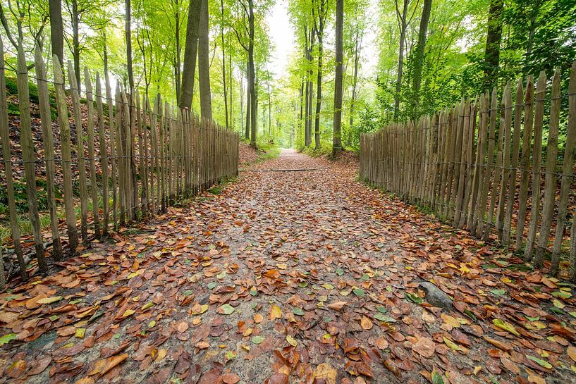 Autumn in the Brakelbos by Marcel Derweduwen