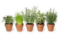 Terracotta potten met verse groene keukenkruiden