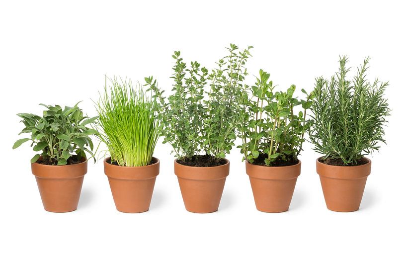 Terracotta potten met verse groene keukenkruiden van Frans Rombout