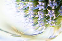 Blauwe distel