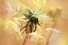 Dandelion by Violetta Honkisz