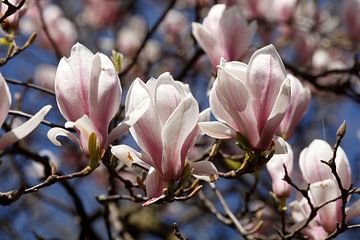Rose, Magnolia, Magnolias, Fleur, Fleur, Closeup