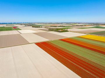 Tulpen op akkers in Flevoland van bovenaf gezien