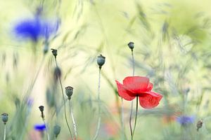 Klaproos en korenbloem