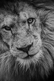 "Ow hello there by MaxDijk Fotografie shop