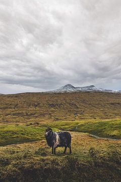 A lonely sheep by Moniek Kuipers