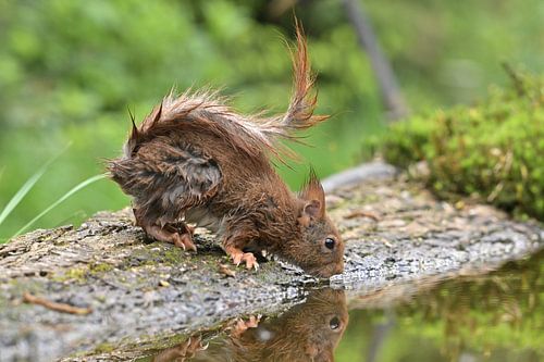 Nasses Eichhörnchen