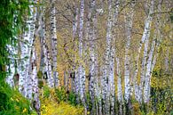 Berken in de herfst van Willem Laros | Reis- en landschapsfotografie thumbnail