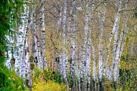 Berken in de herfst