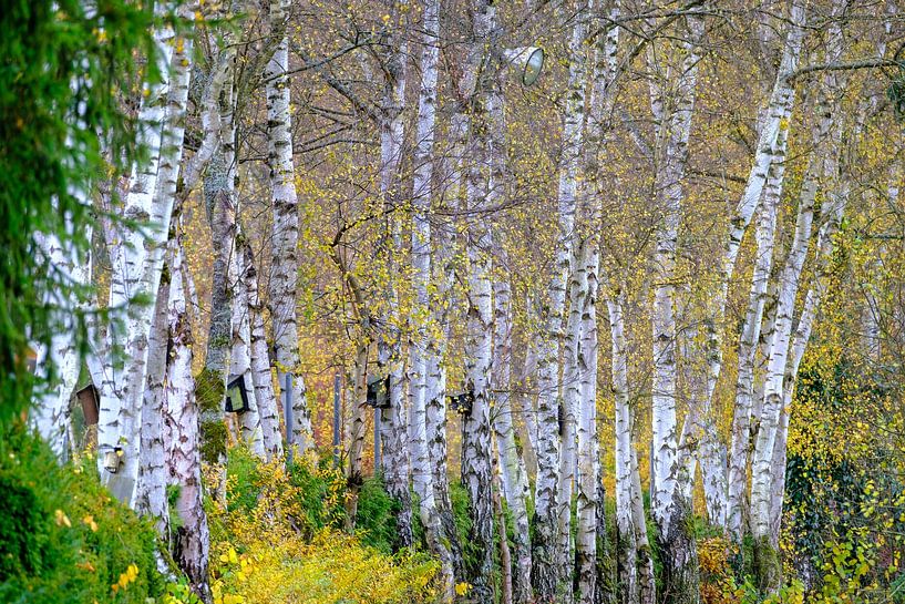 Berken in de herfst van Willem Laros | Reis- en landschapsfotografie
