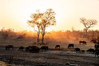 Der Sonnenuntergang in den afrikanischen Wildparks