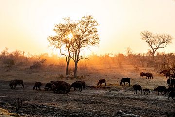 De zonsondergang in de Afrikaanse wildparken