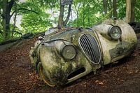 Jaguar in the Woods
