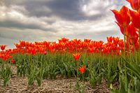 Blumenzwiebelfeld mit orangefarbenen Tulpen in Nordholland