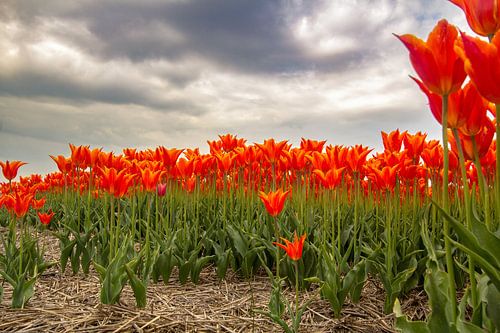 Bollenveld met oranje tulpen in Noord Holland