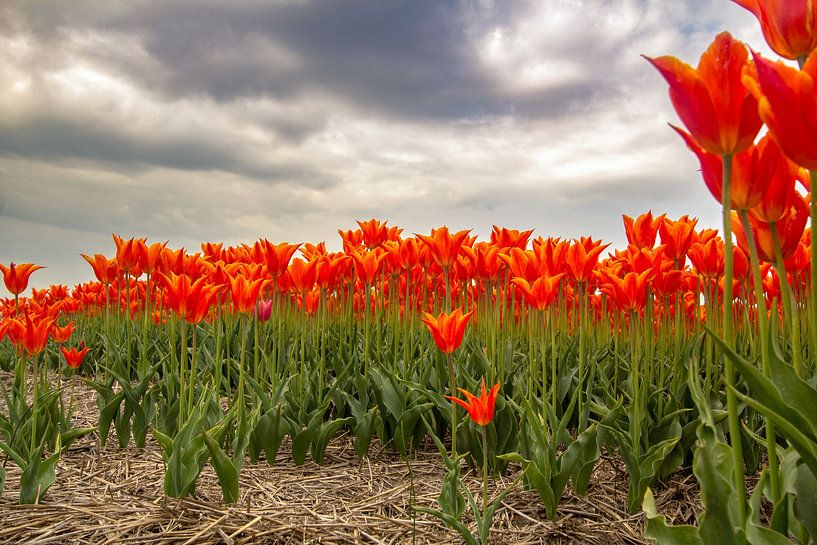 Champ de bulbes avec tulipes orange en Hollande septentrionale par AdWF