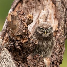 Tawny Owl by D. Henriquez