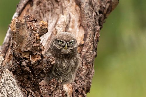 Tawny Owl by D. Henriquez