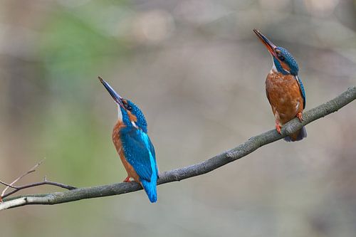 IJsvogel