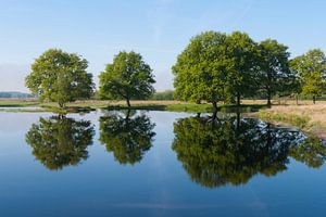 Groep zomereiken weerspiegeld in het water van Floris Kok