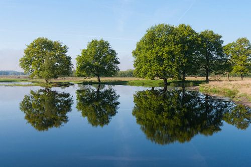 Gruppe von Stieleichen spiegelt sich im Wasser