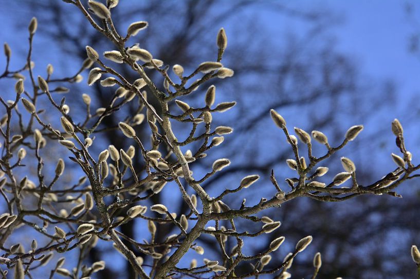 Willow Catkins par Edgar Schermaul