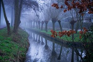 Reflection of the pollard willows in the ditch in a misty landscape