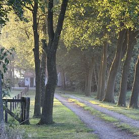 Country road in the morning by Pauline Bergsma