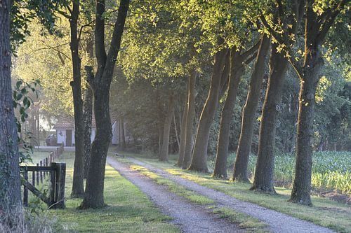 Country road in the morning