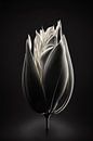 A beautiful white tulip under a spotlight. by Karina Brouwer thumbnail