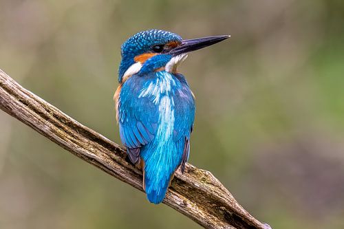 Up close to the kingfisher