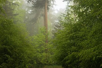 Mistig bos in de lente 11 van René Jonkhout