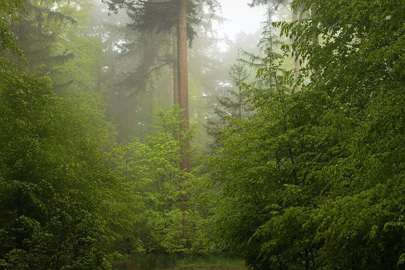Foggy forest in spring 11 by René Jonkhout