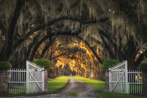Plantation Road with Live Oaks and Spanish Moss