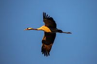 Kraanvogel in vlucht