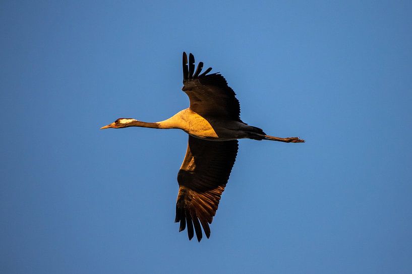 Kranich im Flug von EFFEKTPHOTOGRAPHY.nl