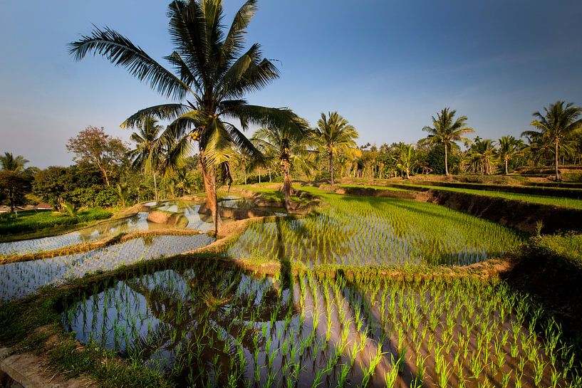 Reisfelder auf Lombok von Willem Vernes