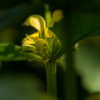 Colorful yellow dead-nettle V