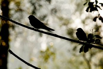 Schwalben im Morgenlicht