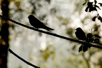 Swallows in the morning light