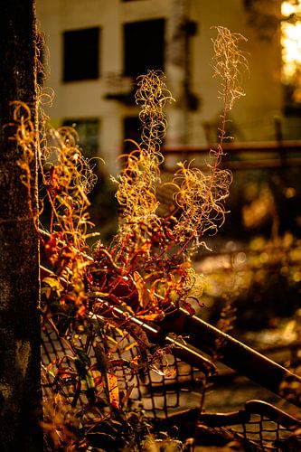 Goud Licht & Verwaarloosd Gaas – Natuur Overneemt