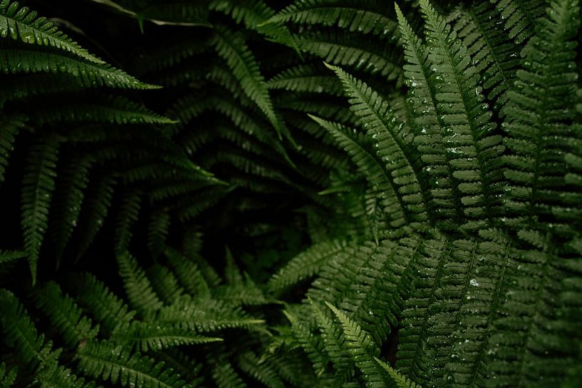 Ferns by Anne van den Hoogen