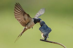 The barn swallow (Hirundo rustica) von Menno Schaefer