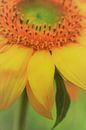 Sonnenblume von Falko Follert Miniaturansicht