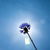Blauw van Eva Overbeeke