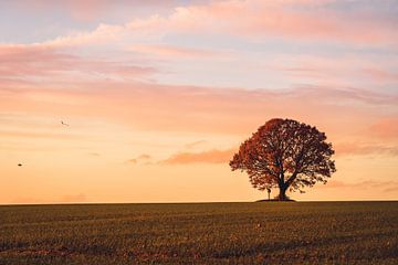 Ambiance du soir