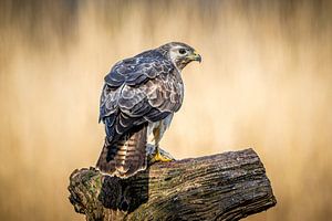 Ein Bussard, der sich ängstlich umsieht
