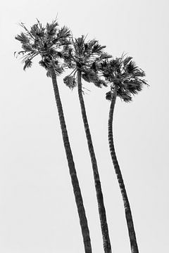 CALIFORNIA Palmen op het strand | Monochroom van Melanie Viola