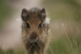 Portrait frisé sur Noah Buitenhuis